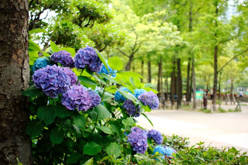 三宮・東遊園地の紫陽花