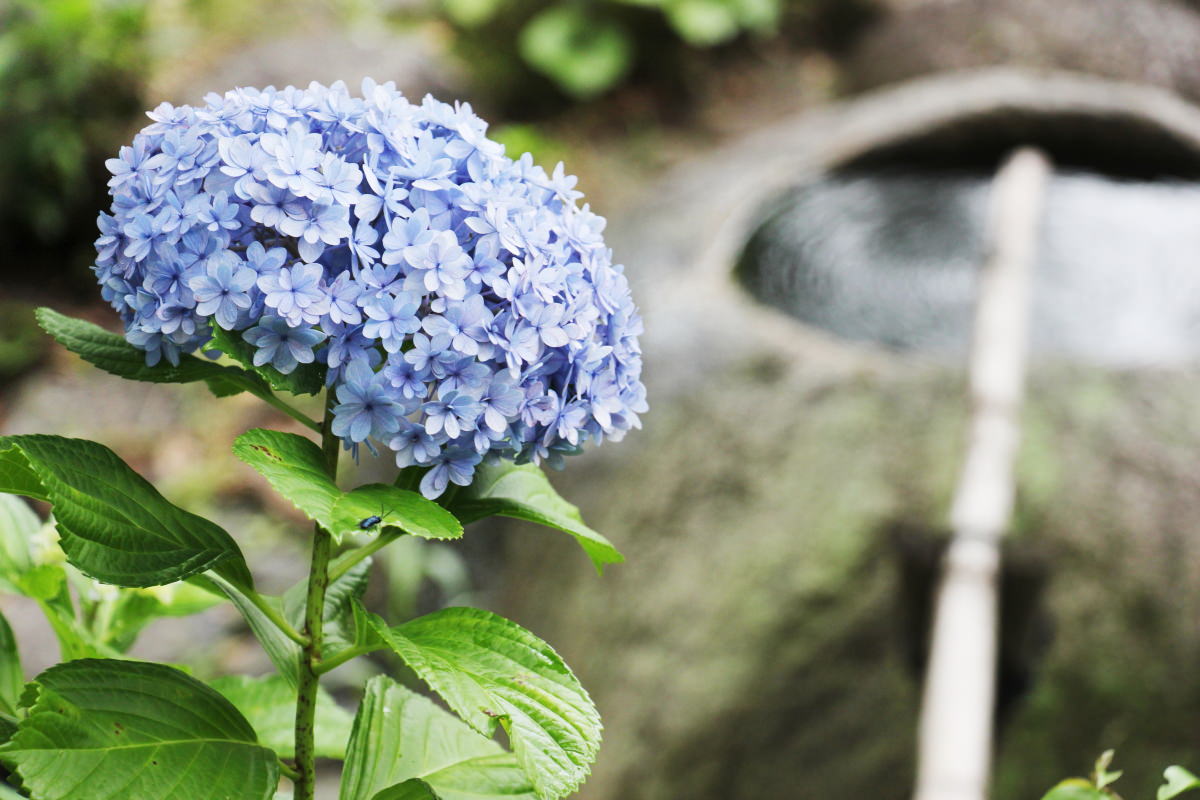 あじさいの撮影方法 上手な写真を撮るコツ 梅雨は紫陽花の季節 神戸ファインダー