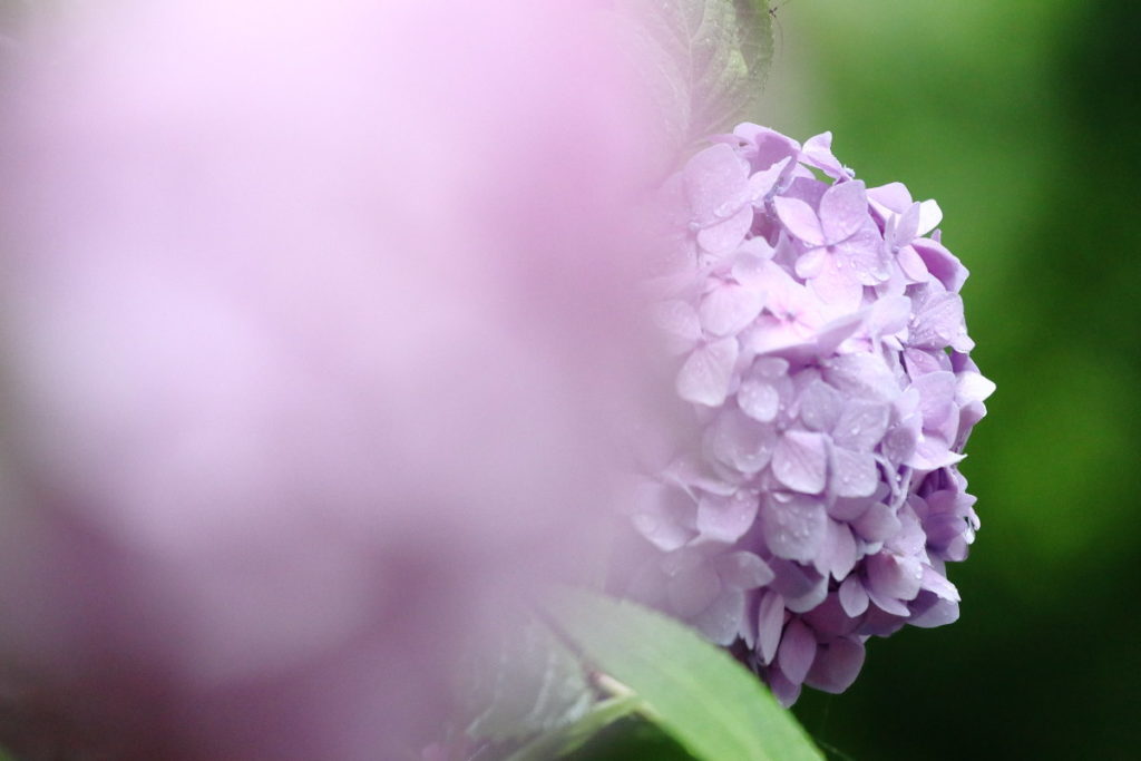 雨の日の紫陽花　作例写真