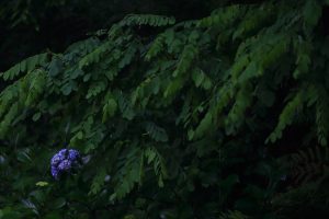雨の日の紫陽花　ローキー