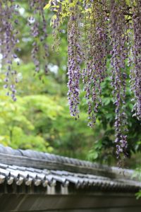 藤の花　住吉神社