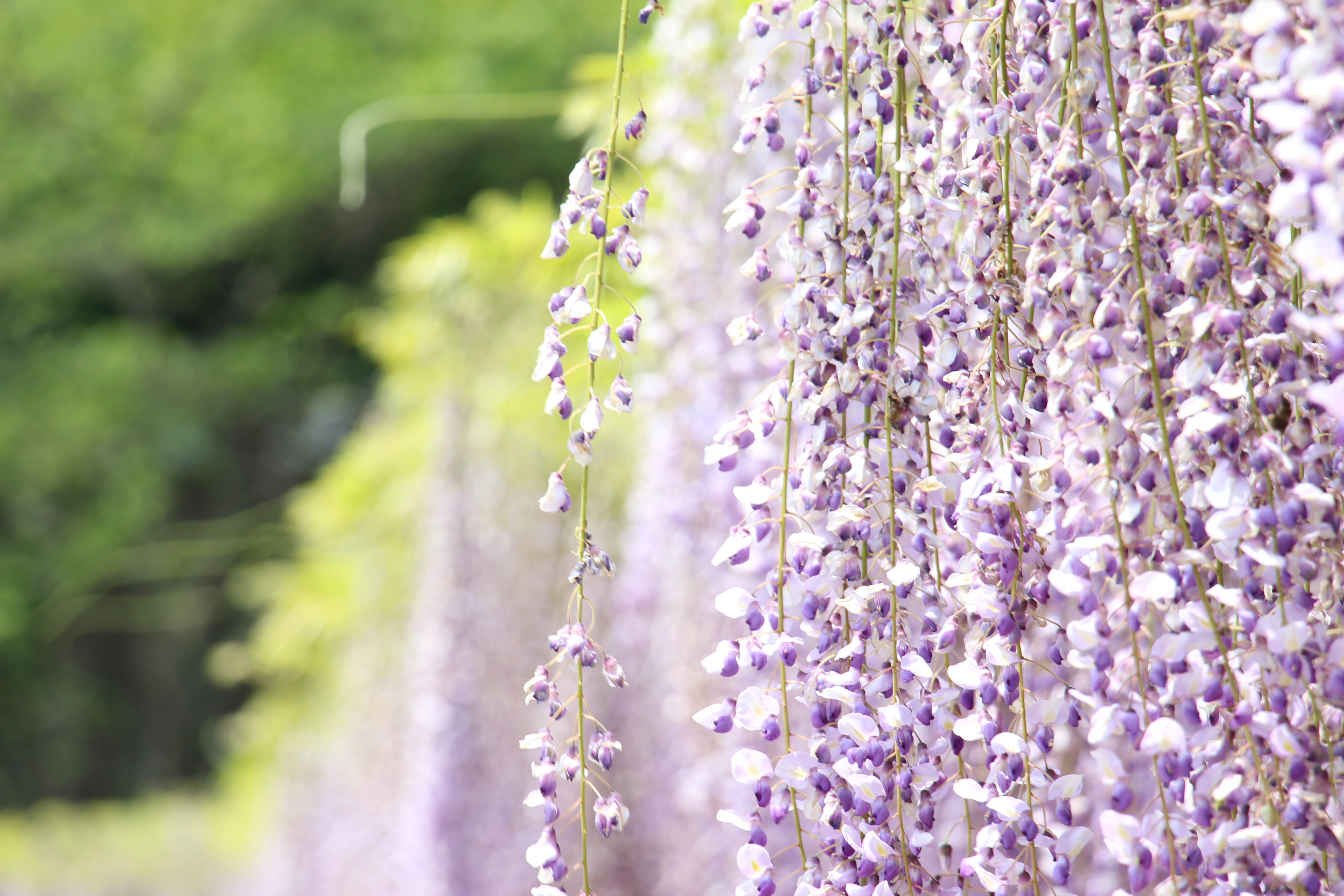 藤の花を魅力的に撮りたい 藤の写真の撮影方法とテクニック 神戸ファインダー