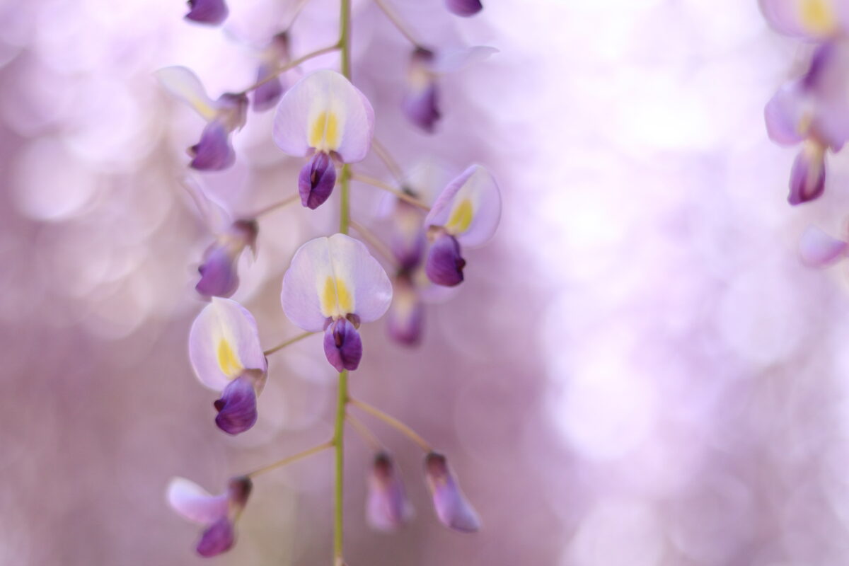 藤の花を魅力的に撮りたい 藤の写真の撮影方法とテクニック 神戸ファインダー
