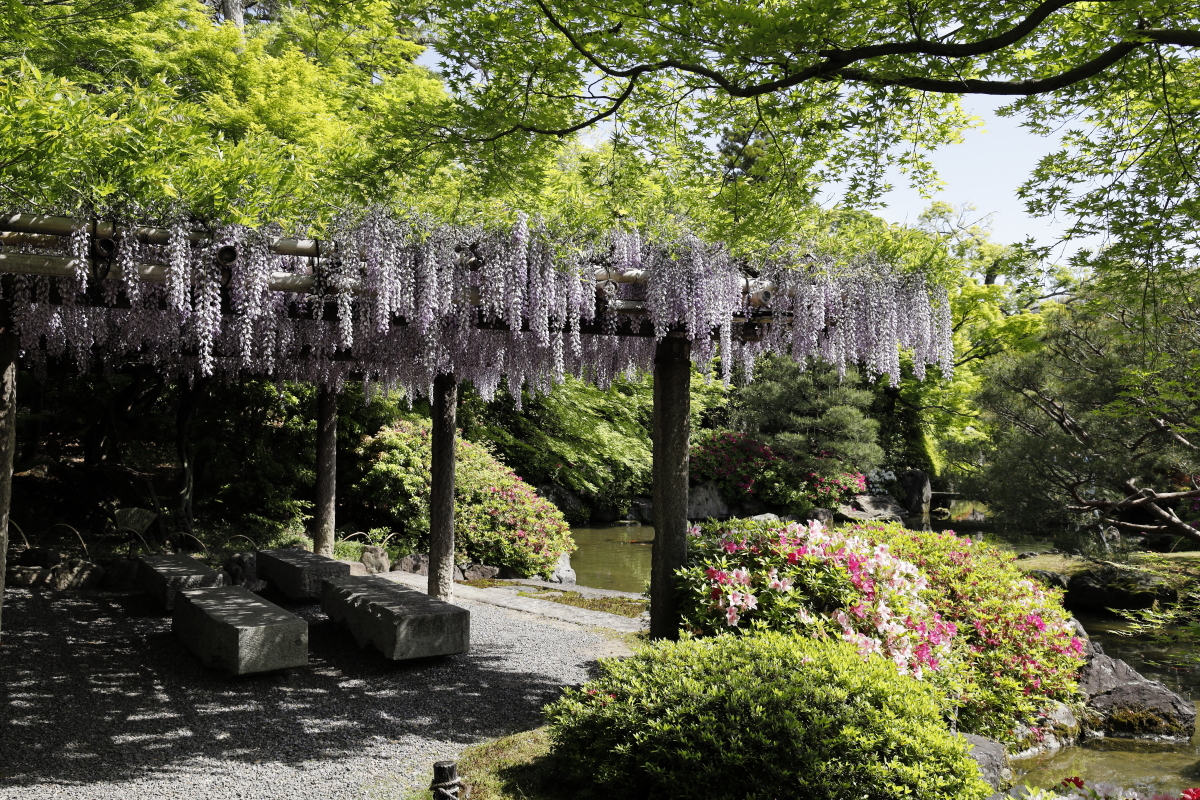 京都の城南宮の藤棚