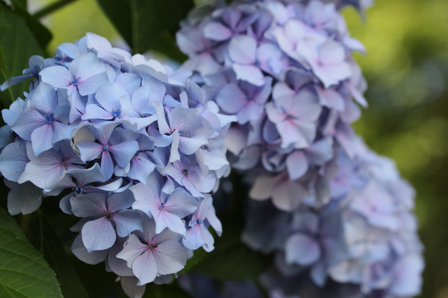 あじさいの撮影方法 上手な写真を撮るコツ 梅雨は紫陽花の季節 神戸ファインダー