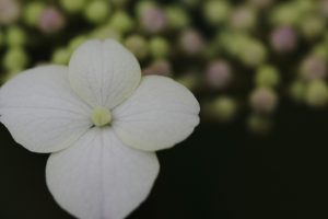 紫陽花　マクロ撮影