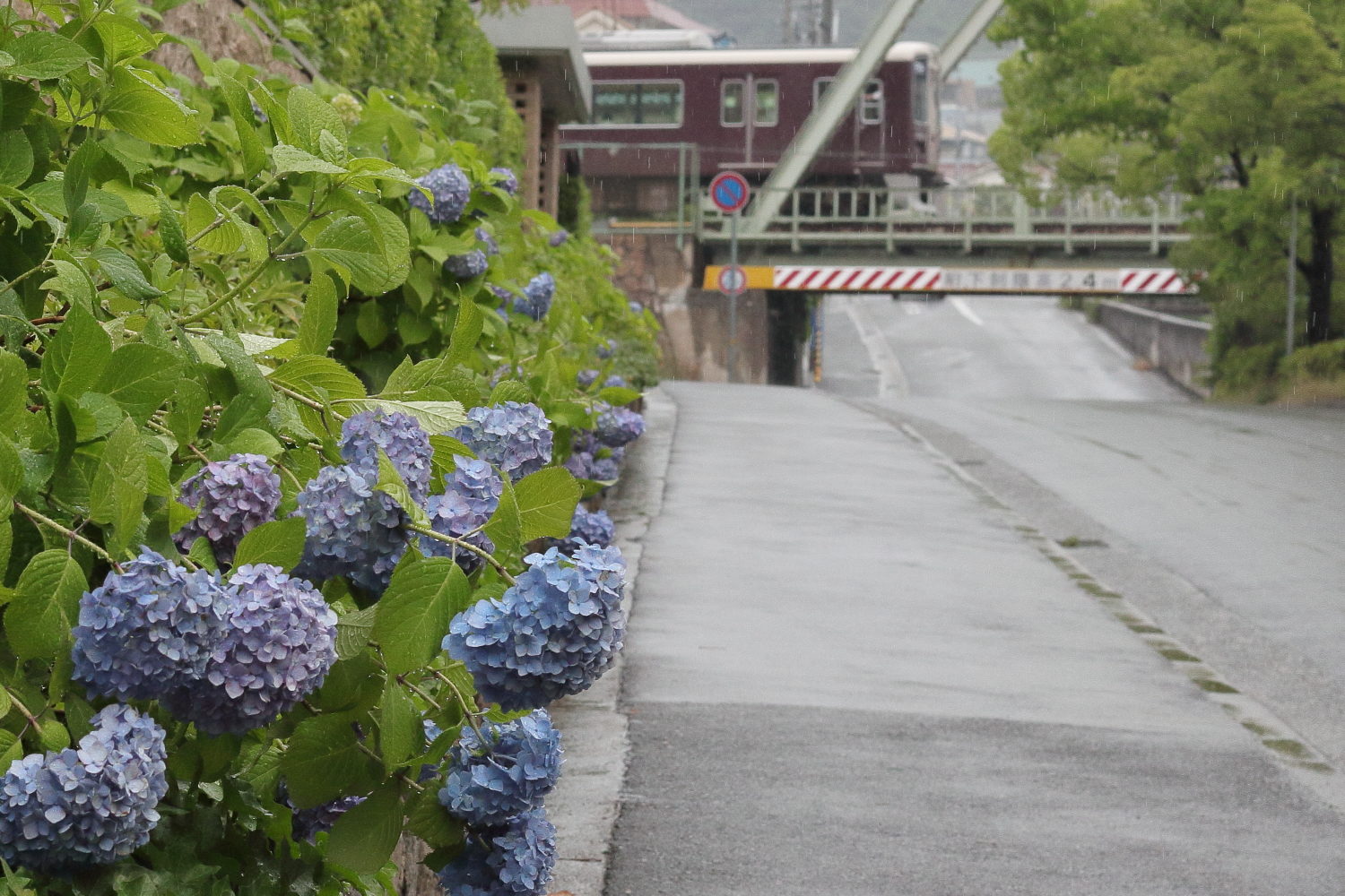 雨の日こそ写真撮影に出かけると楽しい！雨の日フォトを魅力的に撮る方法 | 神戸ファインダー