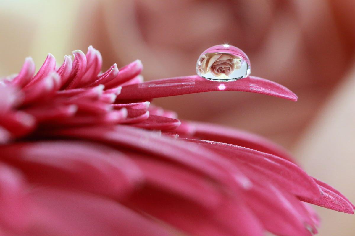 タムロン SP 90mm F2.8 Di MACRO 1:1 VC USD F004E 通称タムキューの作例写真 水滴に映り込む花