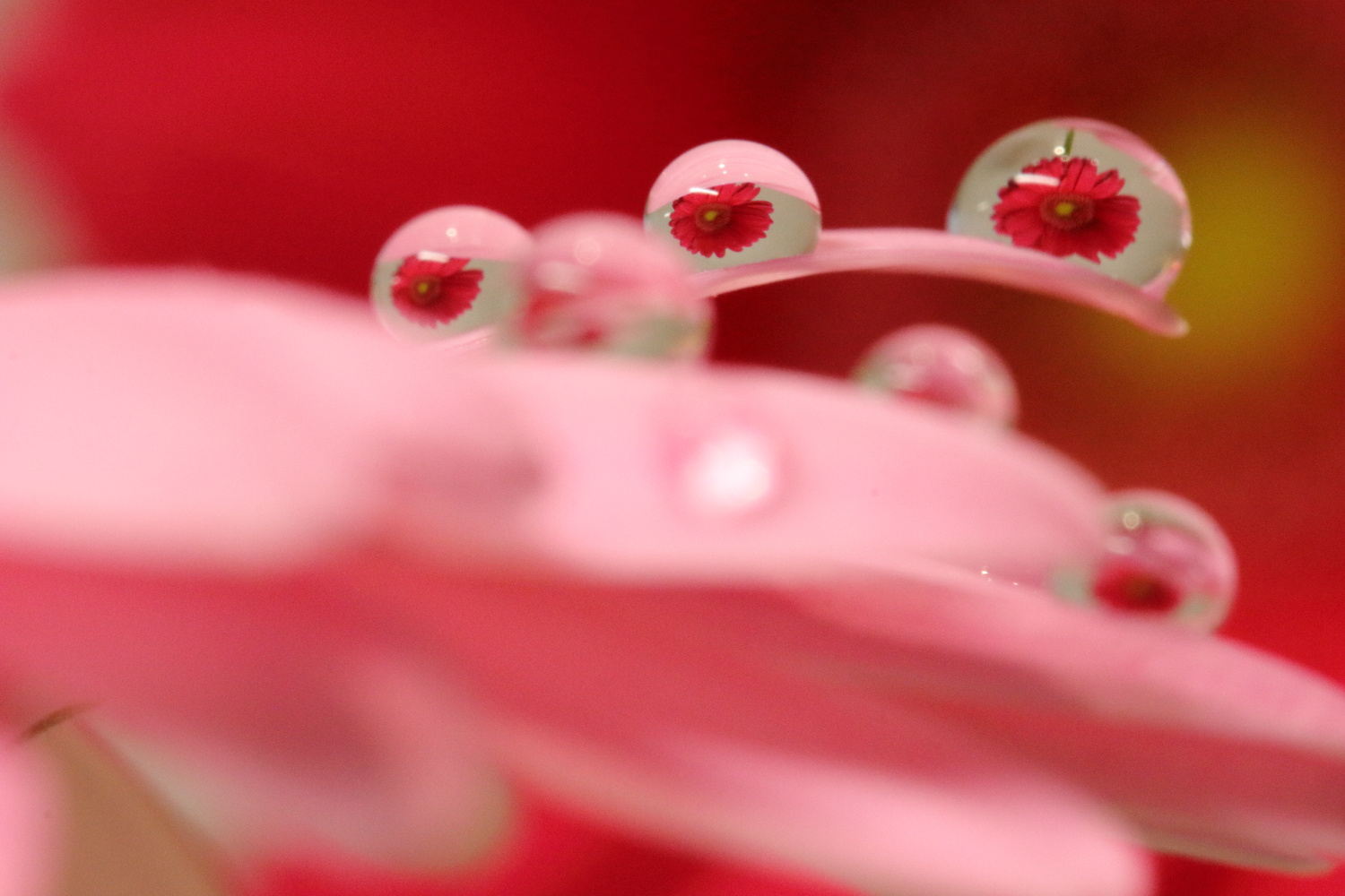 プロが教える花としずくフォトの撮り方 水滴に映る美しい世界を撮ろう 神戸ファインダー