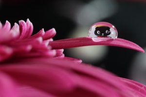 タムロン SP 90mm F2.8 Di MACRO 1:1 VC USD F004E 通称タムキューの作例写真 水滴に映り込む花