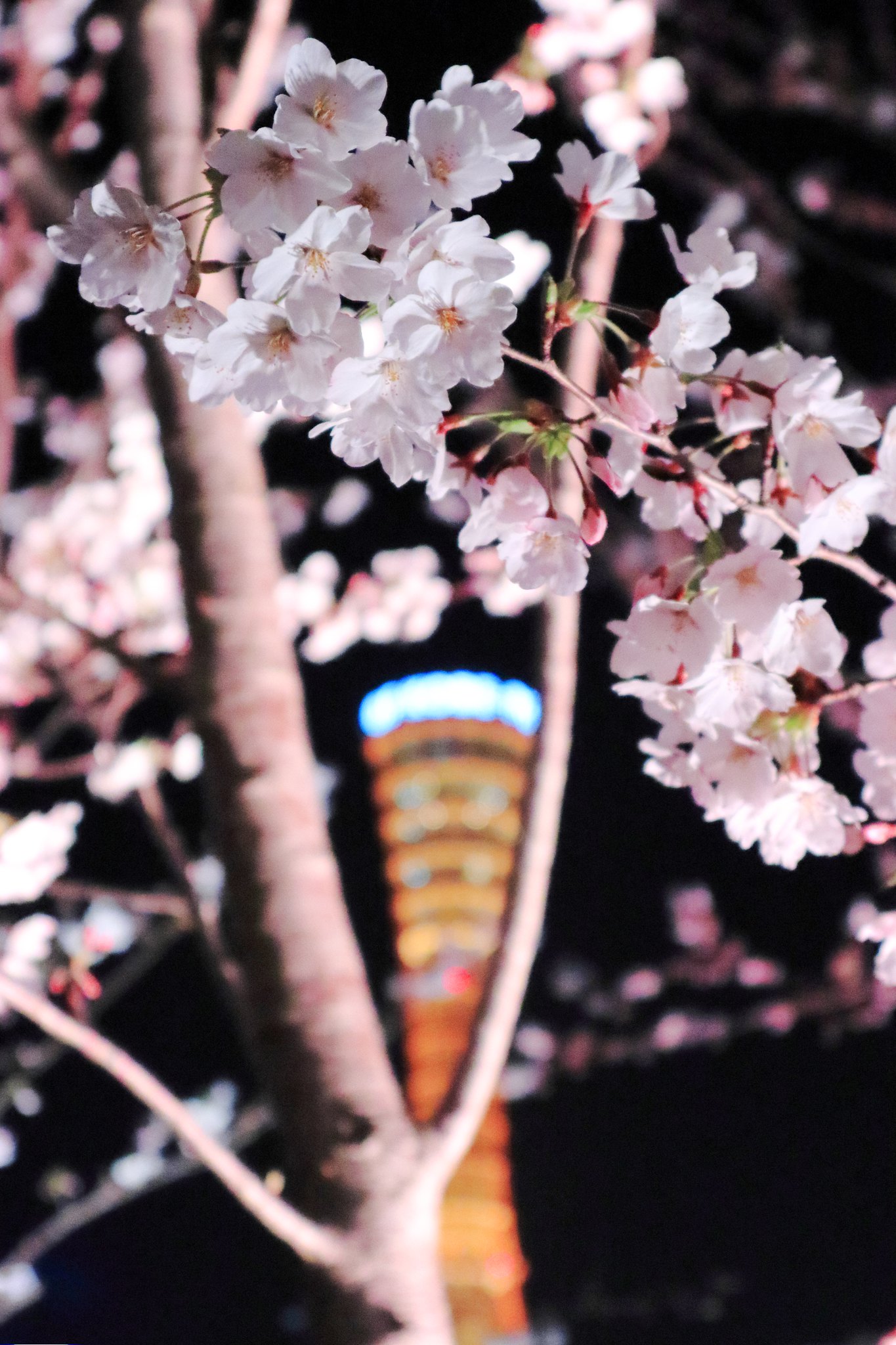 夜景作例写真　夜桜　キヤノン 標準ズームレンズ EF-M15-45mm F3.5-6.3 IS STM