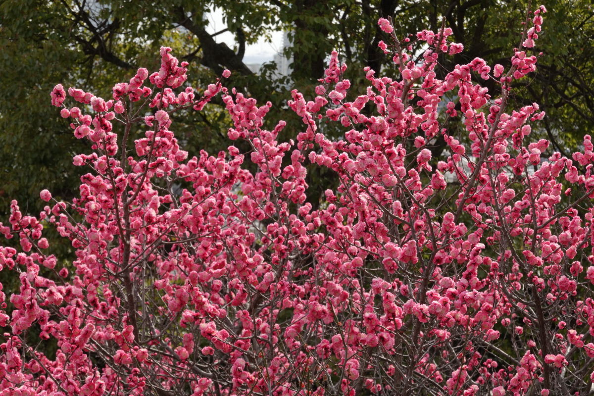 岡本梅林公園　2022年3月17日の梅の開花状況