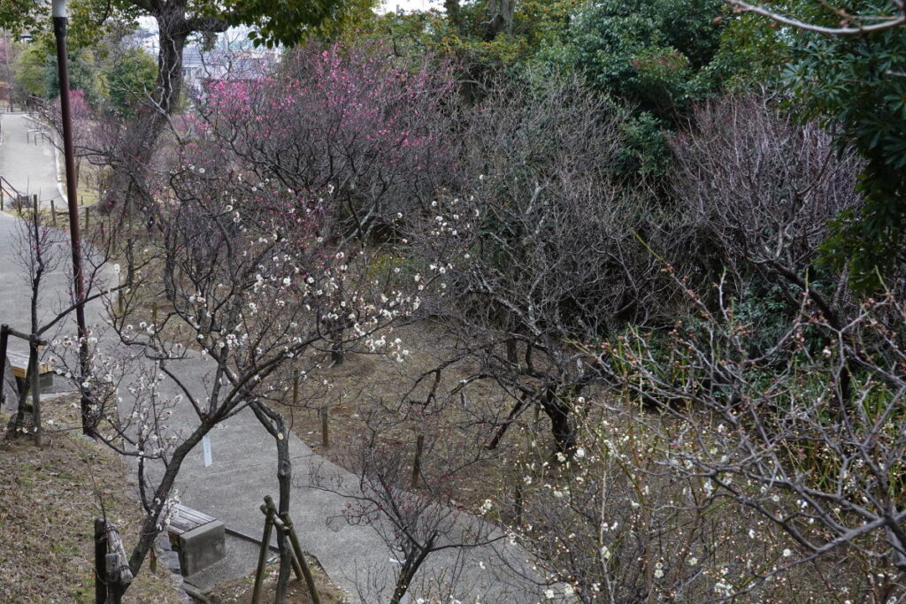 岡本梅林公園　2022年1月29日の梅の開花状況