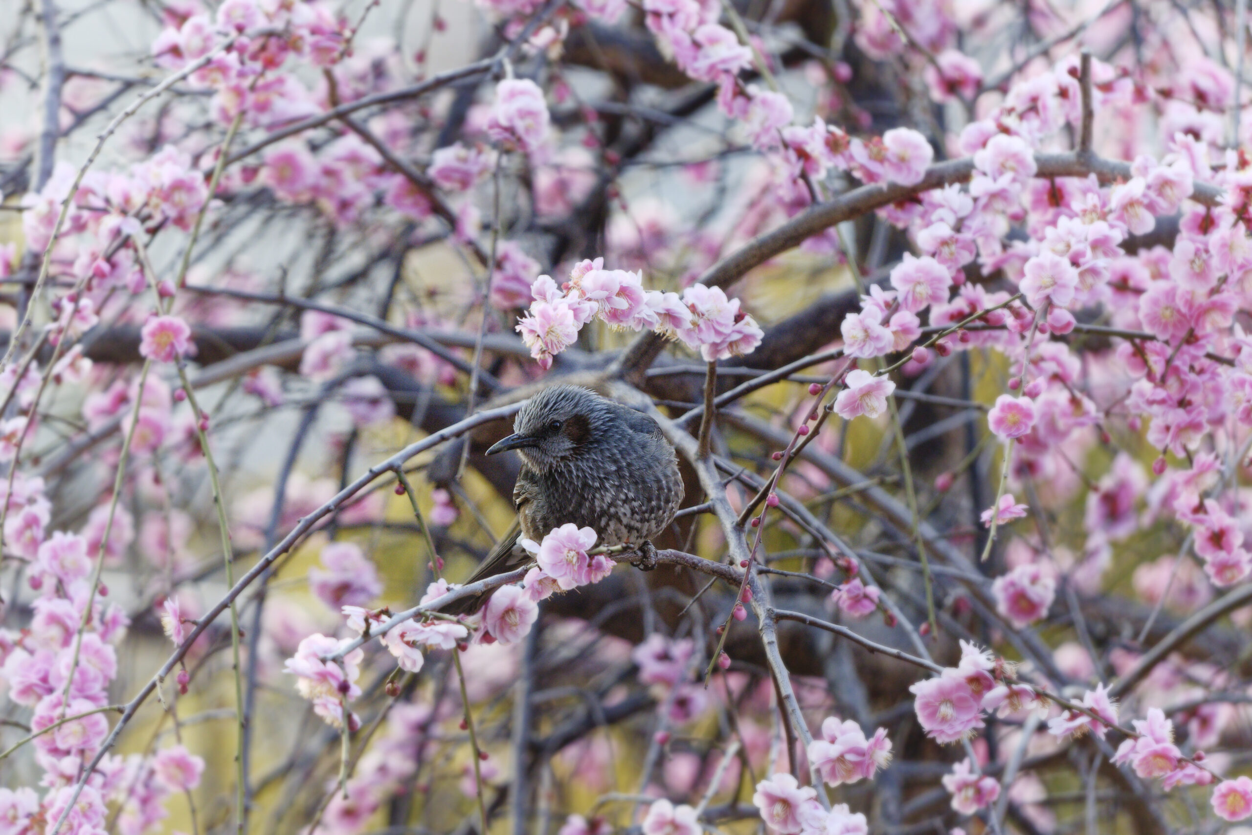 ヒヨドリと梅 岡本梅林公園　2022年3月6日の梅の開花状況