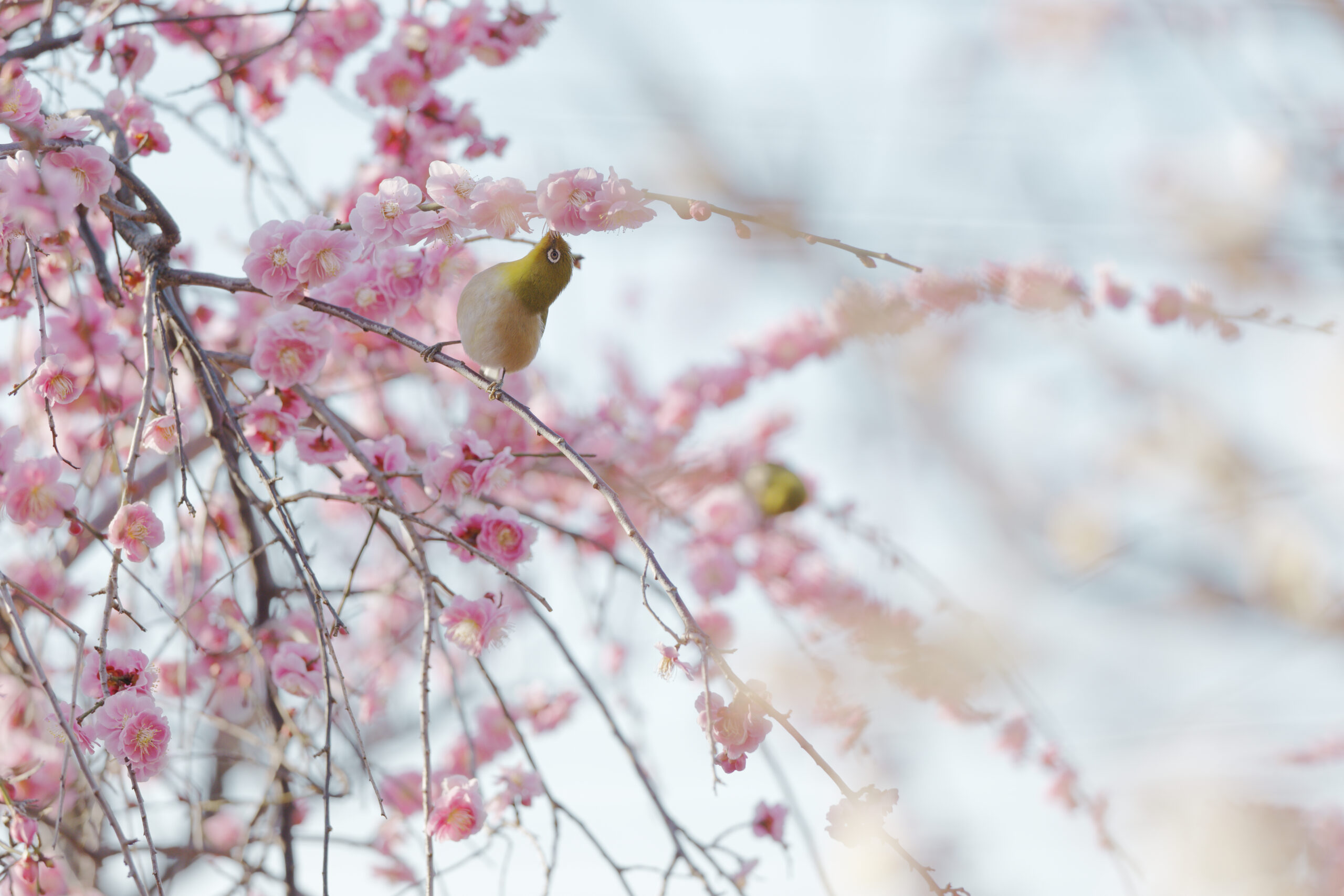 梅とメジロ　岡本梅林公園　2022年3月6日の梅の開花状況