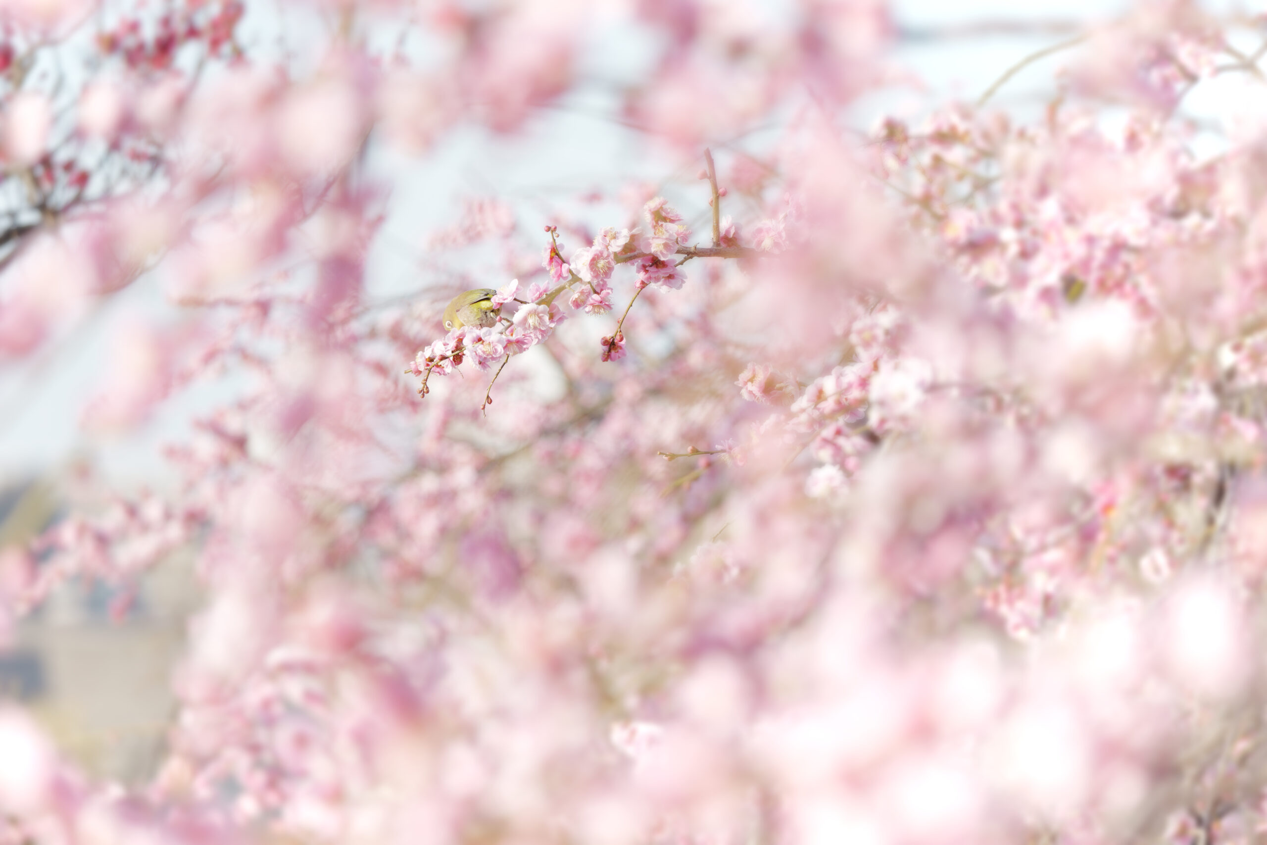 梅とメジロ　岡本梅林公園　2022年3月6日の梅の開花状況
