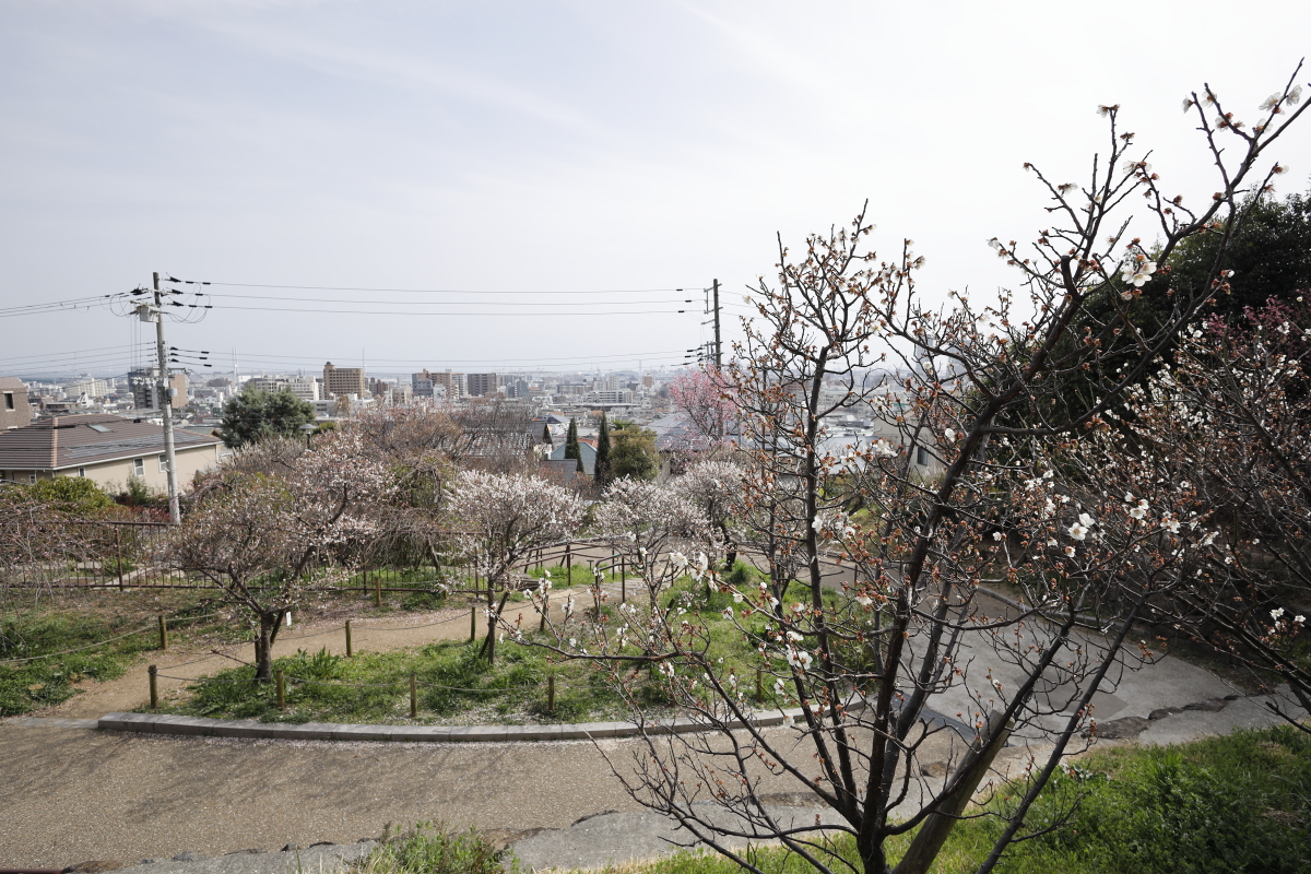 岡本梅林公園　2022年3月17日の梅の開花状況