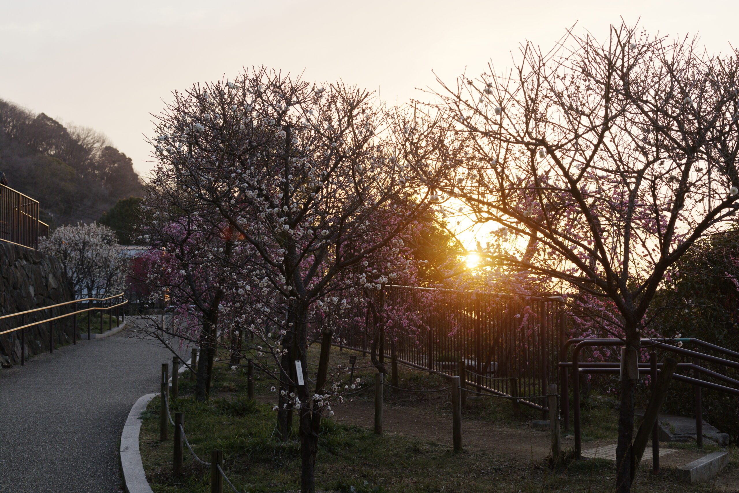 岡本梅林公園　2022年3月6日の梅の開花状況