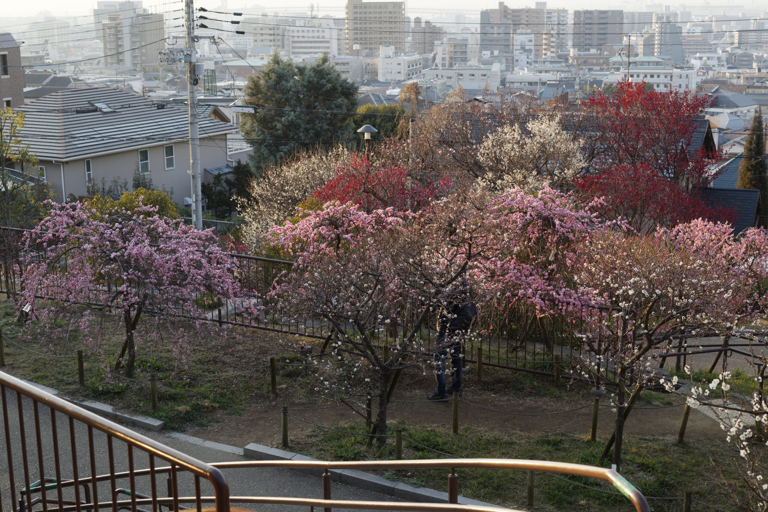 岡本梅林公園　2022年3月6日の梅の開花状況