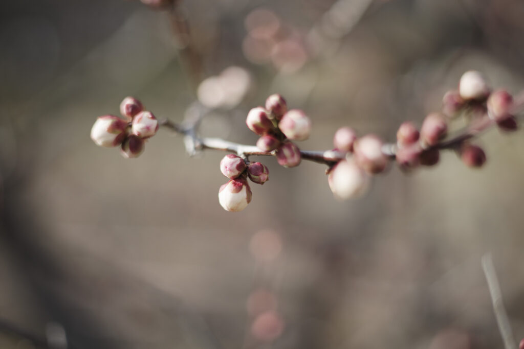 岡本梅林公園　2024年2月10日の梅の開花状況