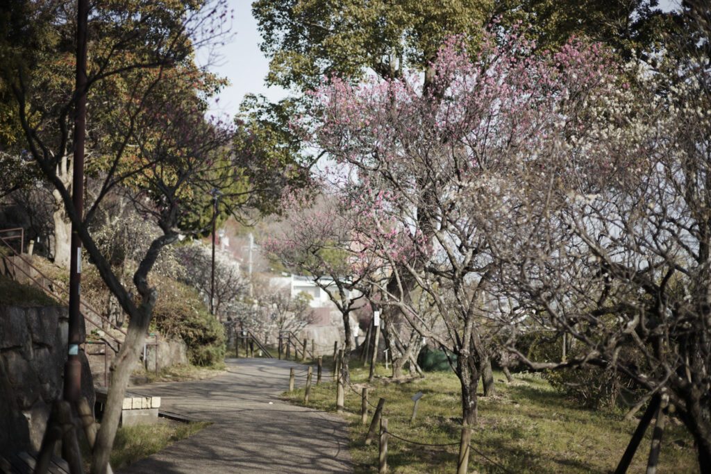 岡本梅林公園　2024年2月10日の梅の開花状況