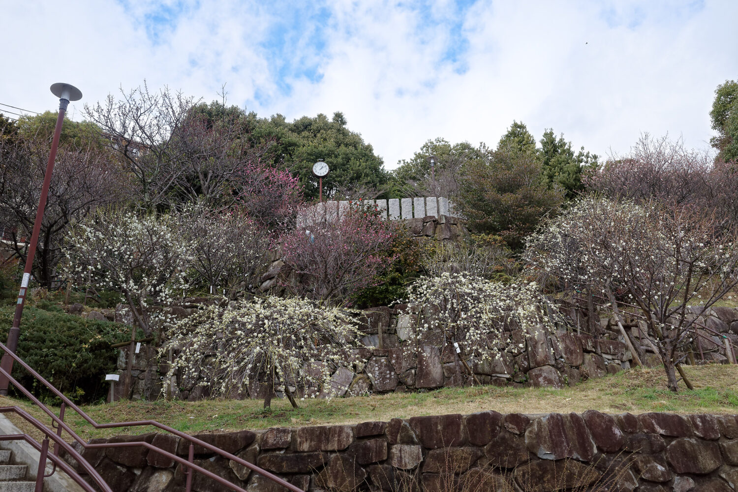 岡本梅林公園　2021年2月15日の梅の開花状況