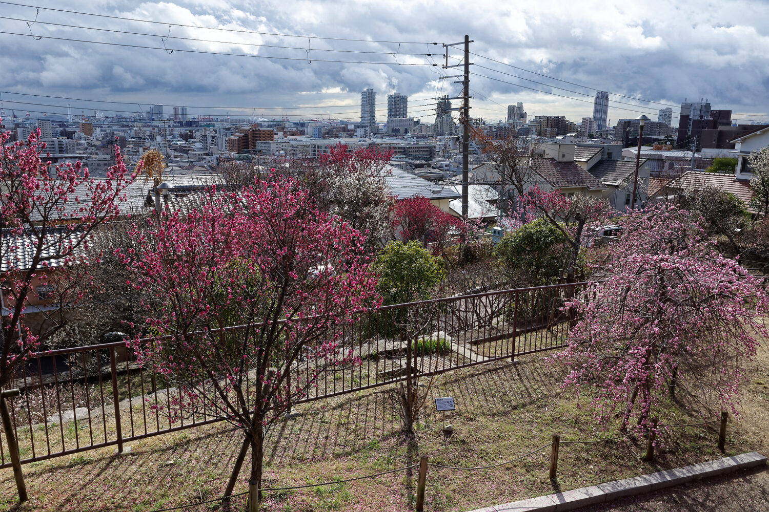 岡本梅林公園　2021年2月15日の梅の開花状況
