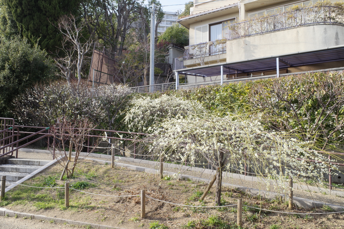 岡本梅林公園　2022年3月5日の梅の開花状況