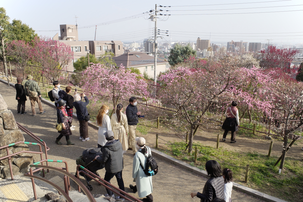 岡本梅林公園　2022年3月5日の梅の開花状況