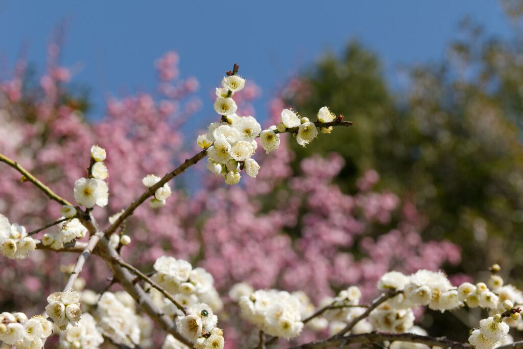 岡本梅林公園 2023年3月6日の梅の開花状況