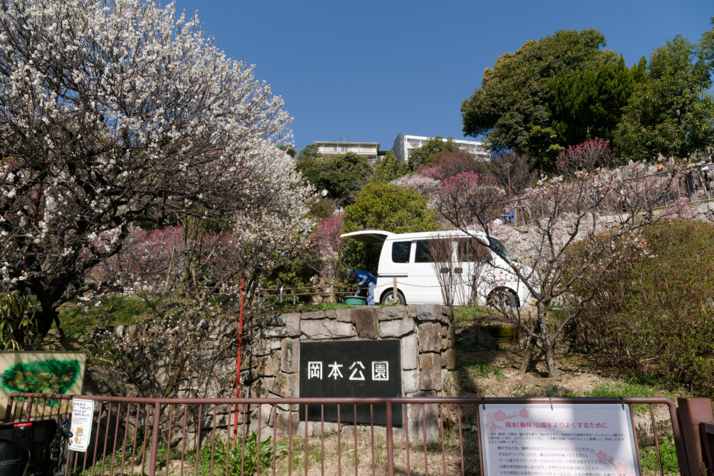 岡本梅林公園 2023年3月6日の梅の開花状況