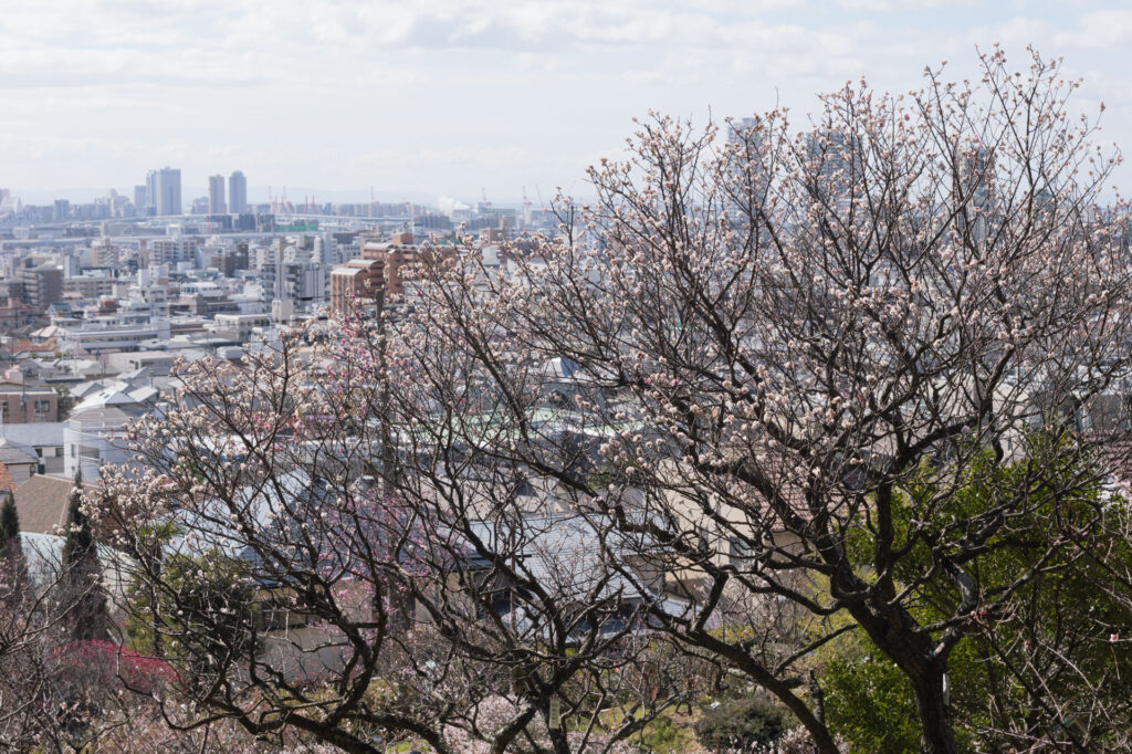 岡本梅林公園　2024年2月27日の梅の開花状況