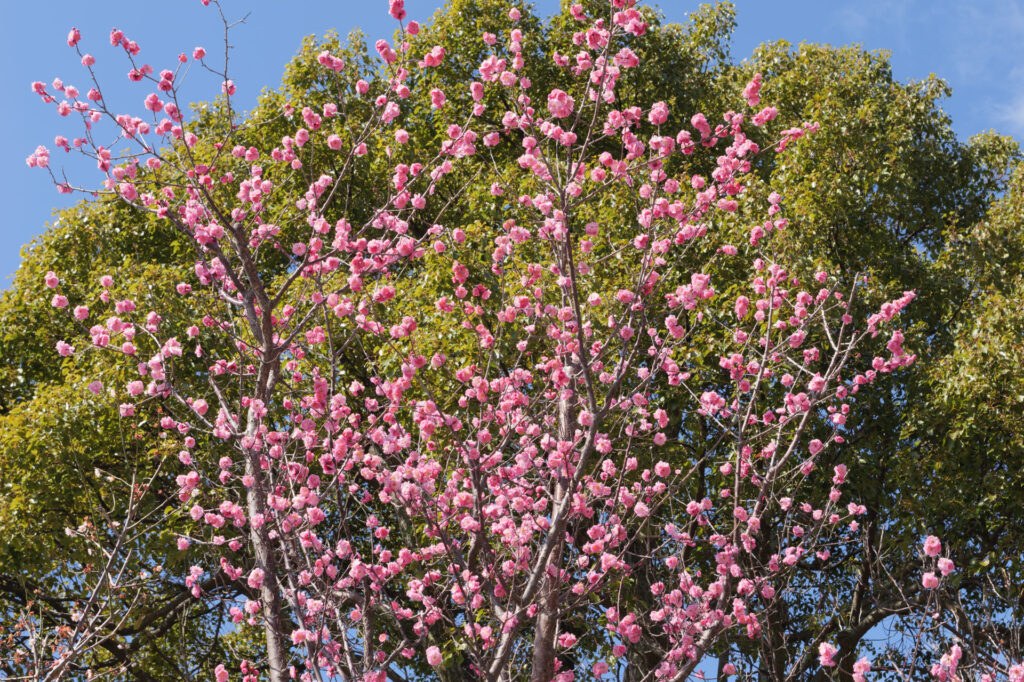 岡本梅林公園　2024年2月27日の梅の開花状況
