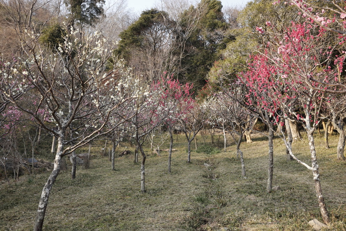 保久良梅林　2022年3月9日の梅の開花状況