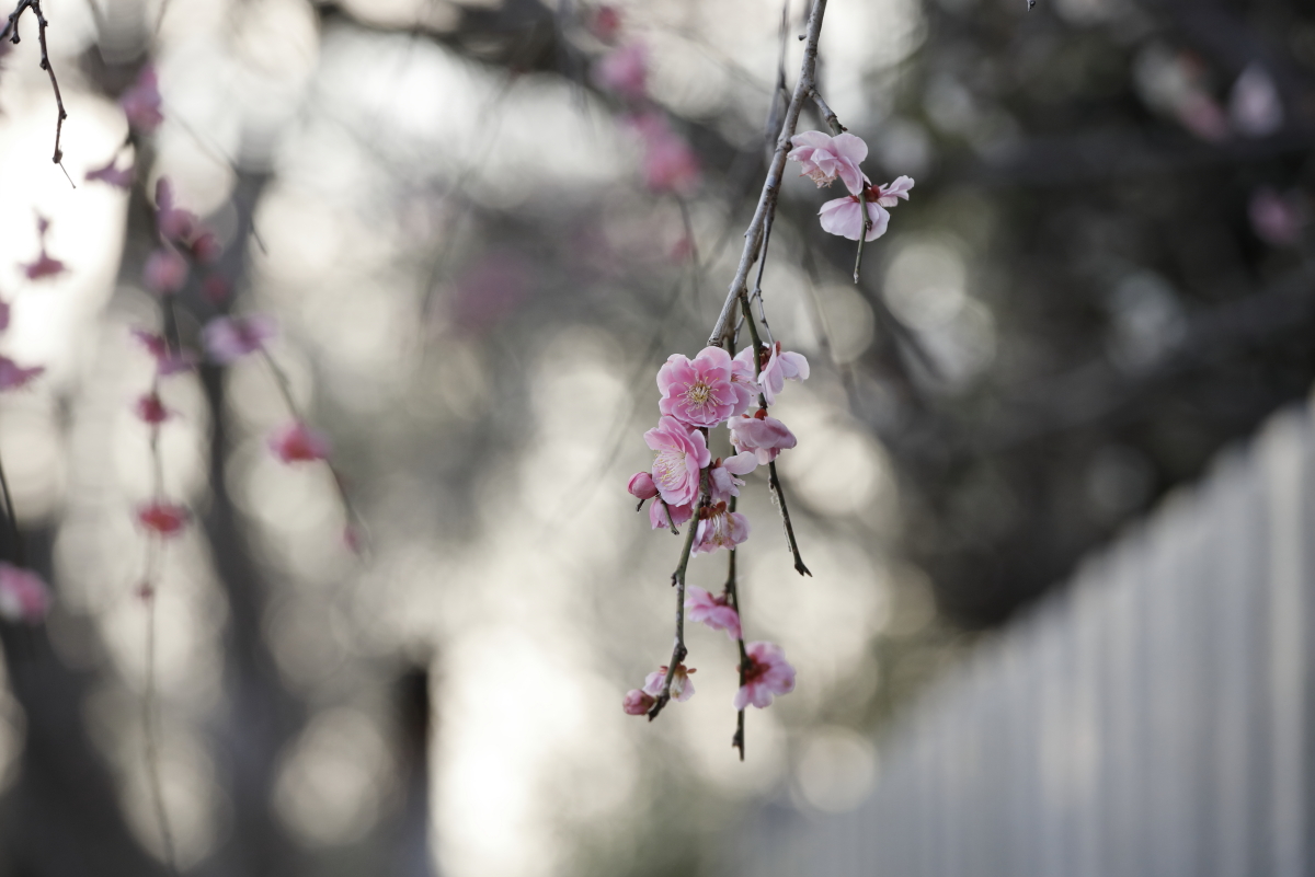 保久良神社　2022年3月9日の梅の開花状況