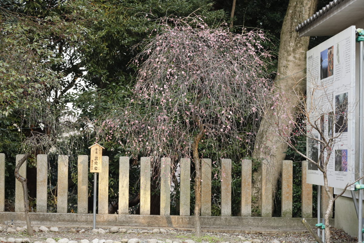 保久良神社　2022年3月9日の梅の開花状況
