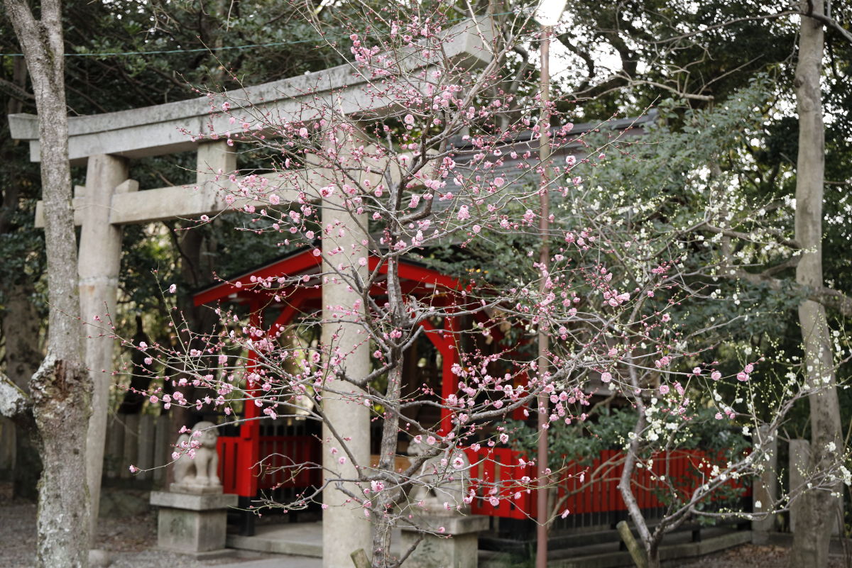 保久良神社　2022年2月19日の梅の開花状況