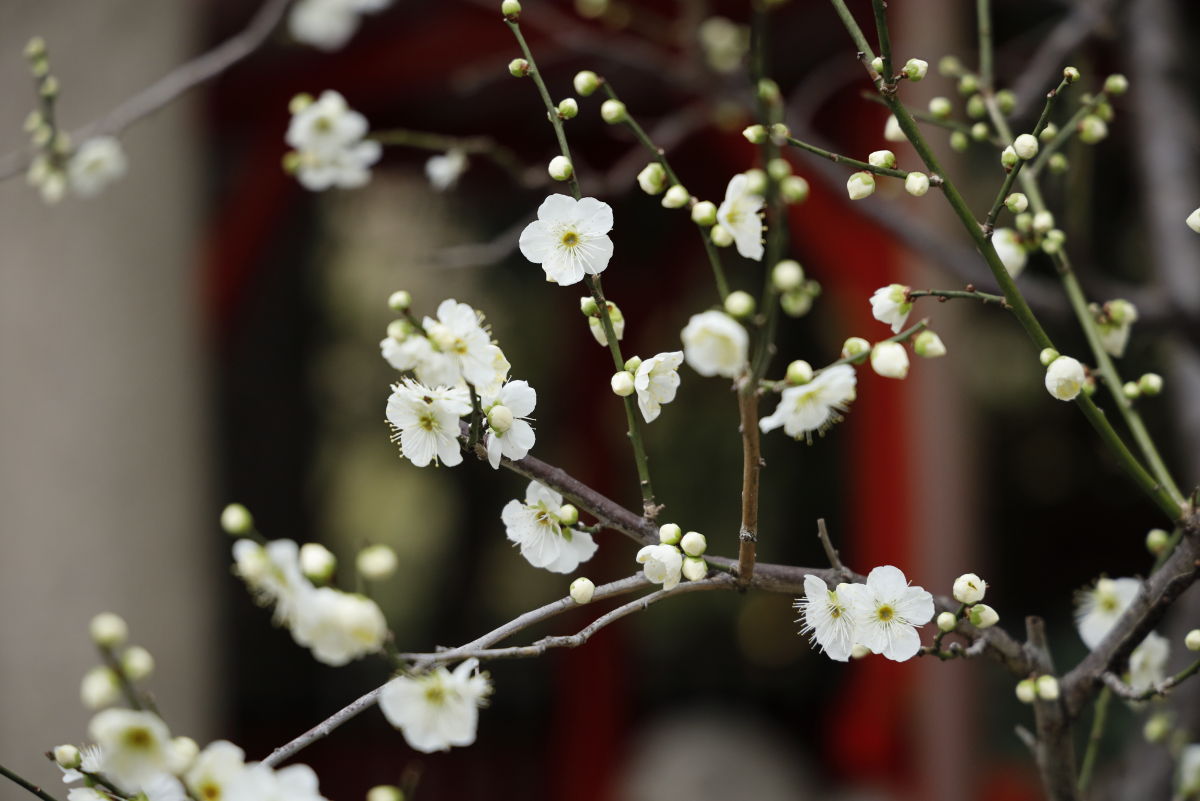 保久良神社　2022年2月19日の梅の開花状況