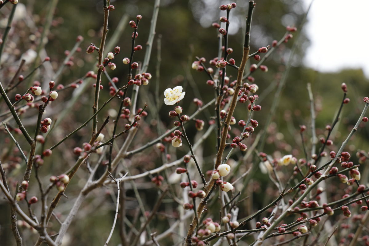 保久良梅林　2022年2月19日の梅の開花状況