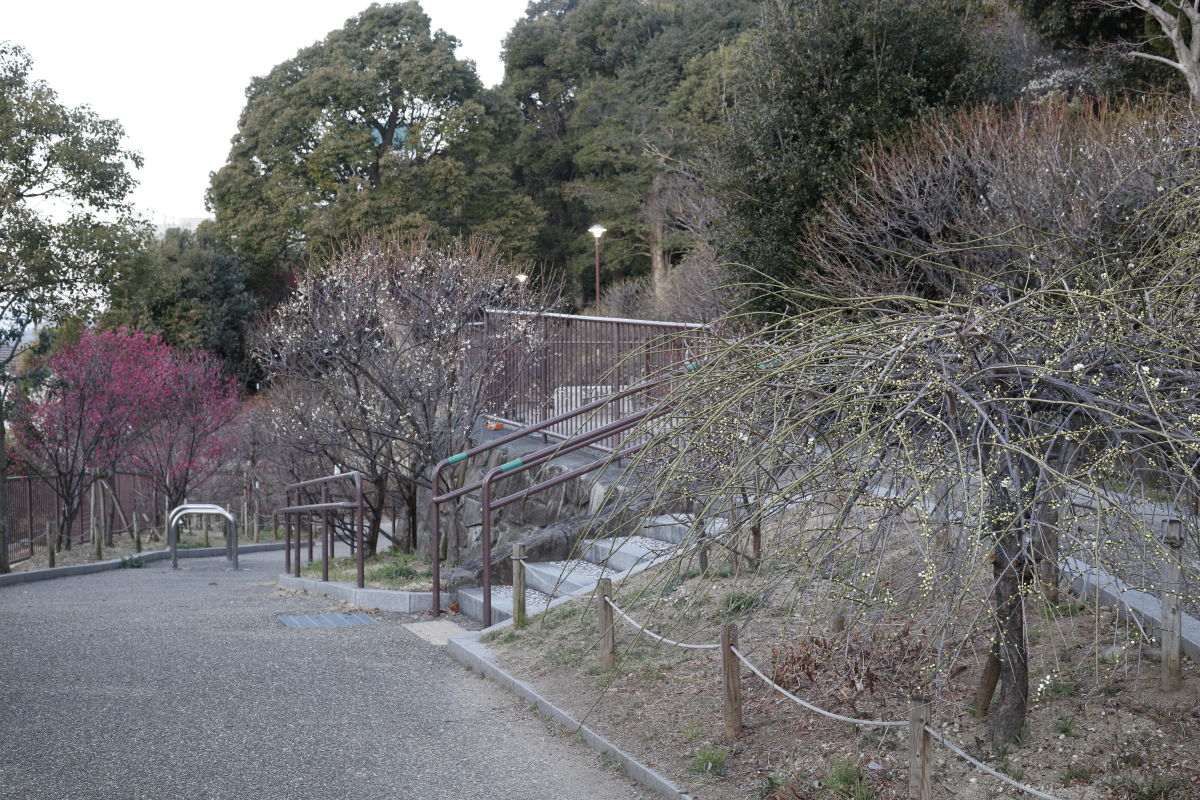 岡本梅林公園 2022年2月17日の梅の開花状況