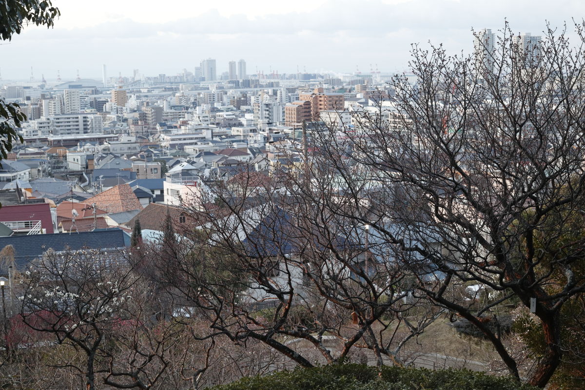岡本梅林公園 2022年2月17日の梅の開花状況