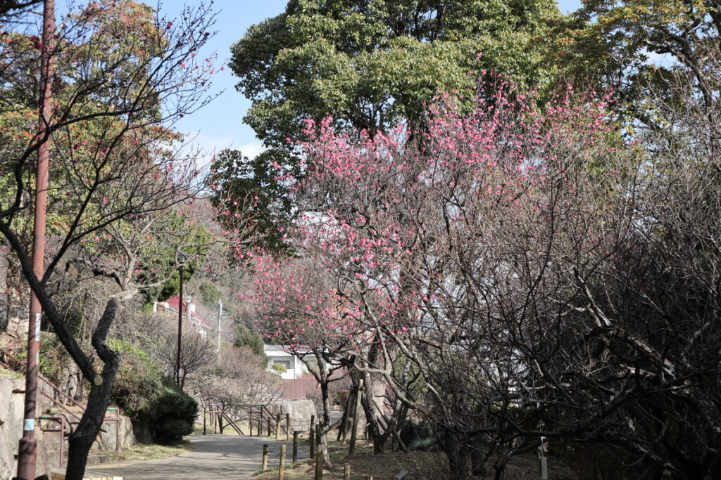 岡本梅林公園　2022年2月4日の梅の開花状況