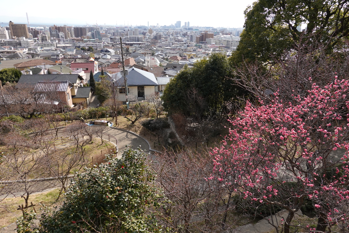 岡本梅林公園　2022年2月9日の梅の開花状況