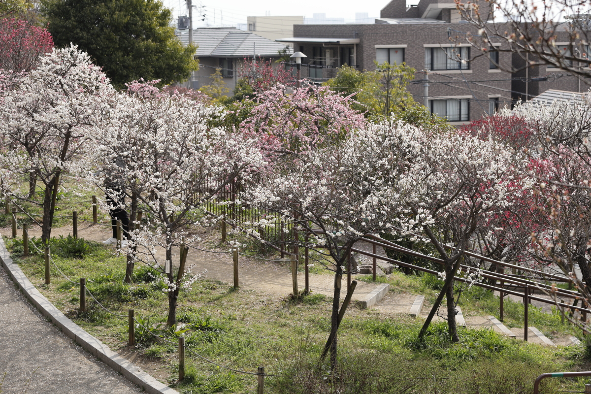 岡本梅林公園　2022年3月13日の梅の開花状況