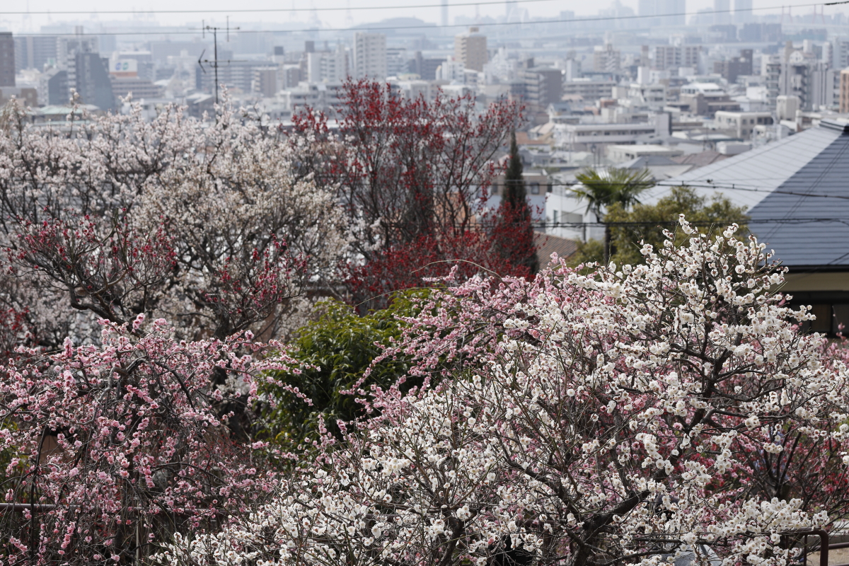 岡本梅林公園　2022年3月13日の梅の開花状況