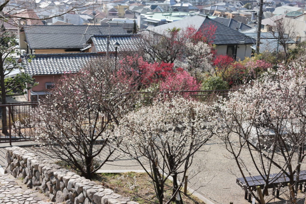 岡本梅林公園 2020年2月10日の梅の開花状況