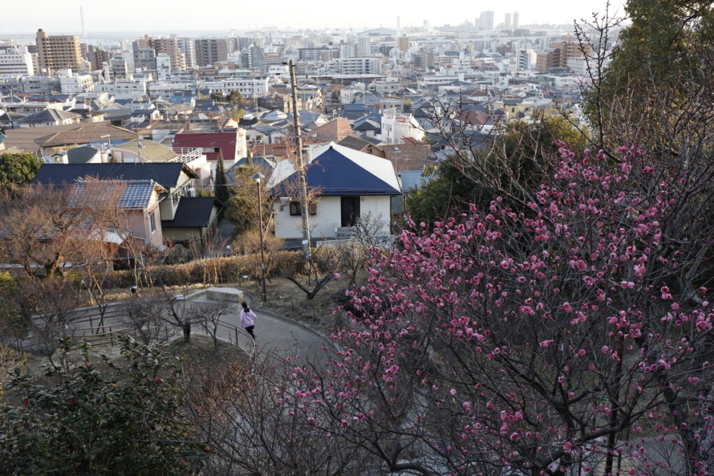 岡本梅林公園 2021年2月2日の梅の開花状況