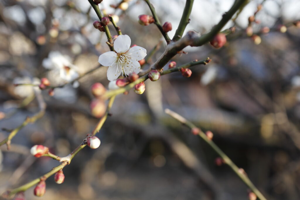 岡本梅林公園 2021年2月2日の梅の開花状況