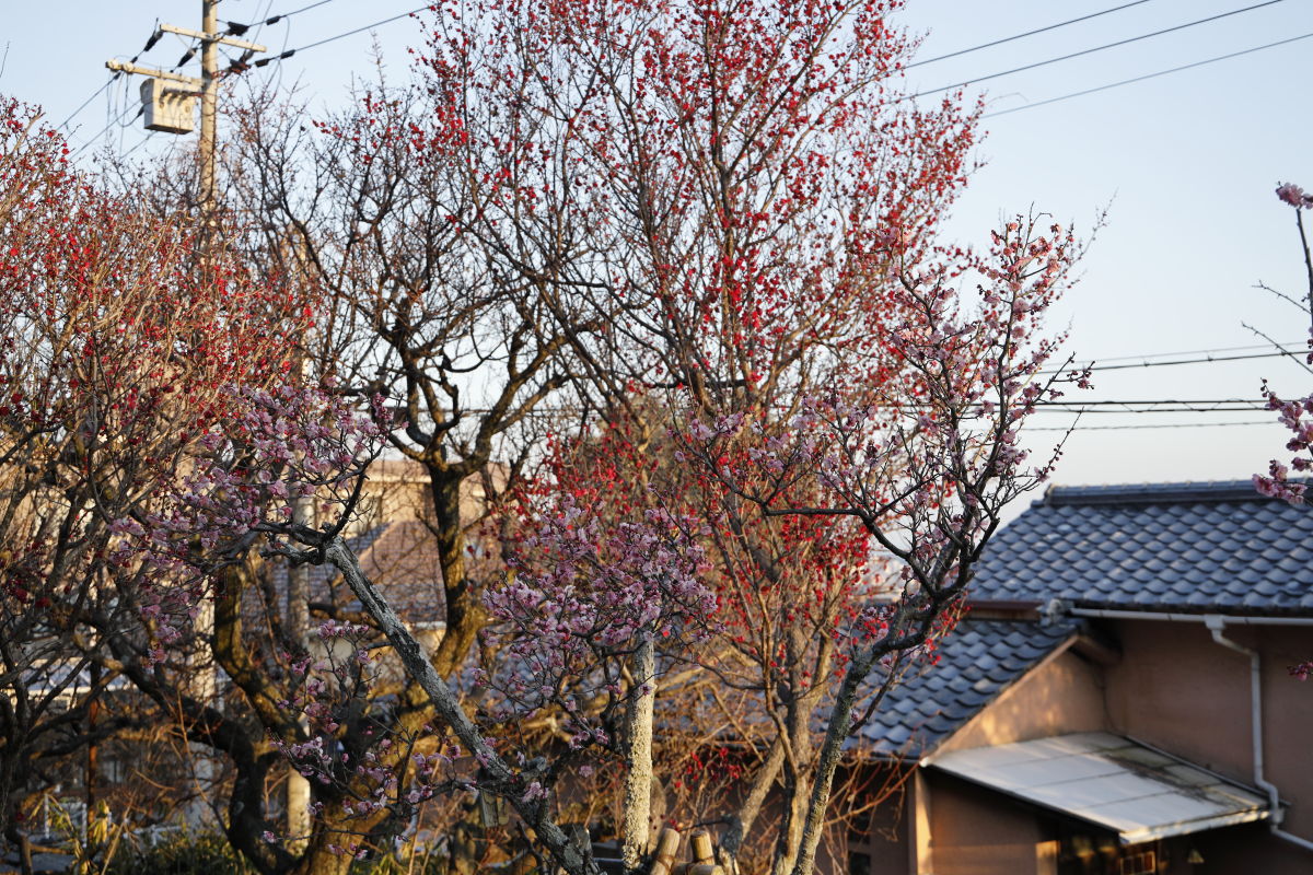 岡本梅林公園　2022年2月26日の梅の開花状況