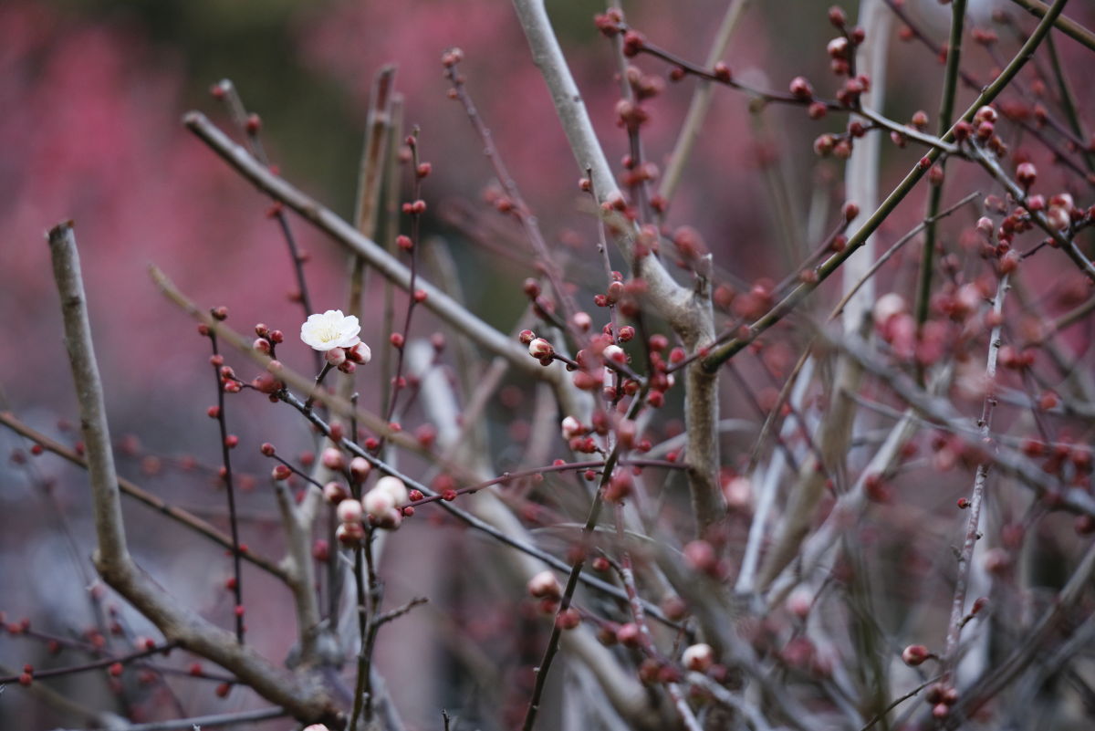岡本梅林公園　2022年2月26日の梅の開花状況